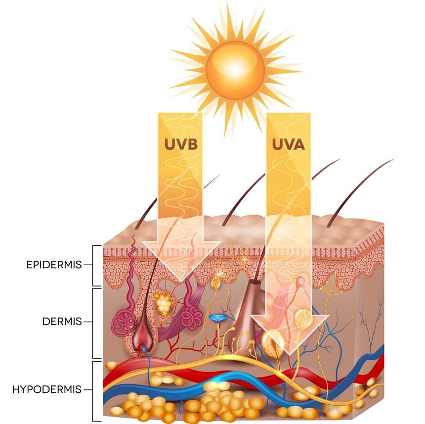 Promieniowanie UVA i UVA - wnikanie w warstwy skóry
